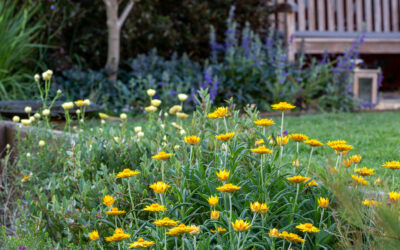 Dargan Hill Monarch – A Perennial Paper Daisy