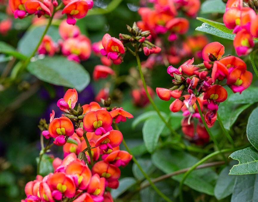 Kennedia coccinea – Coral Vine
