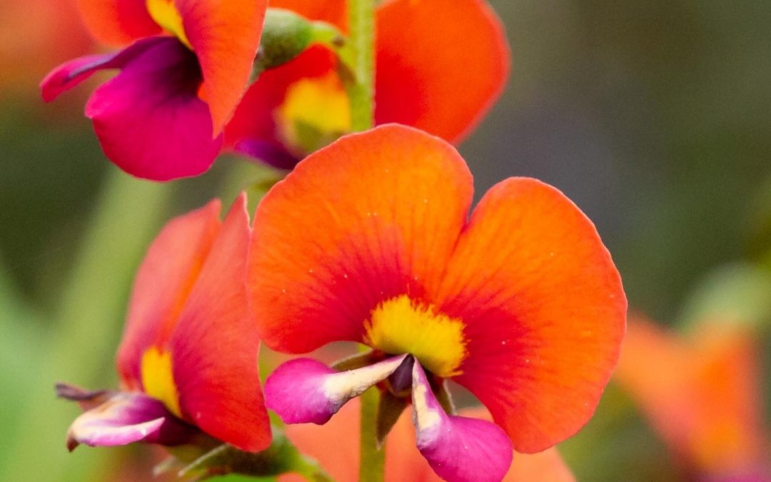 Chorizema cordatum – Heart-leaf Flame Pea