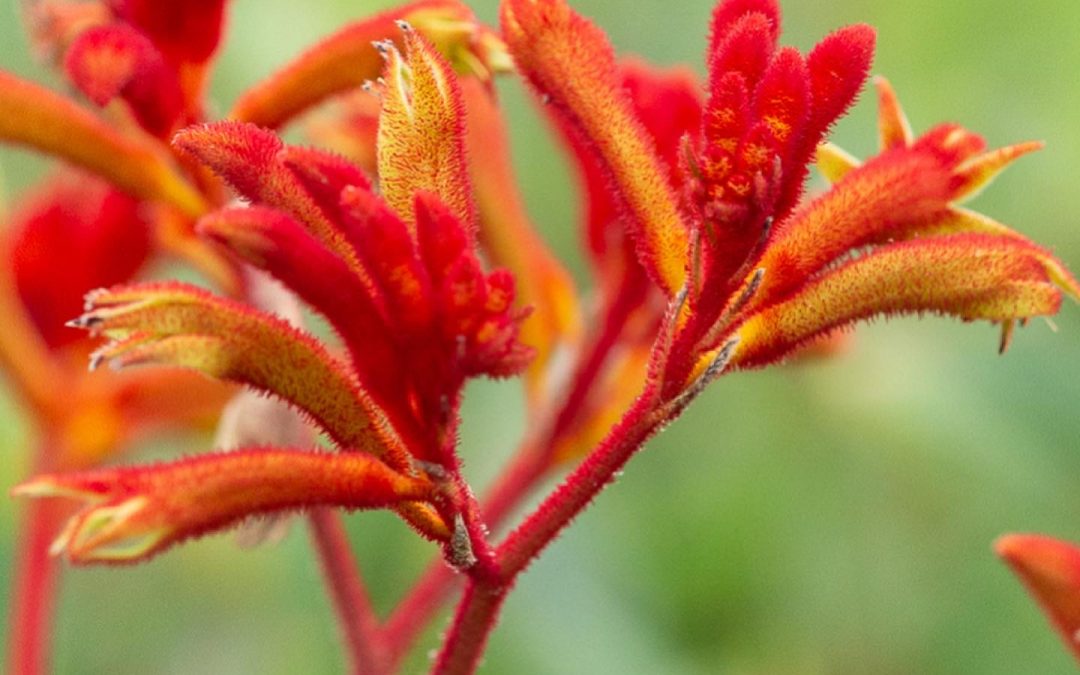 Anigozanthos ‘Kings Park Federation Flame’ Kangaroo Paw