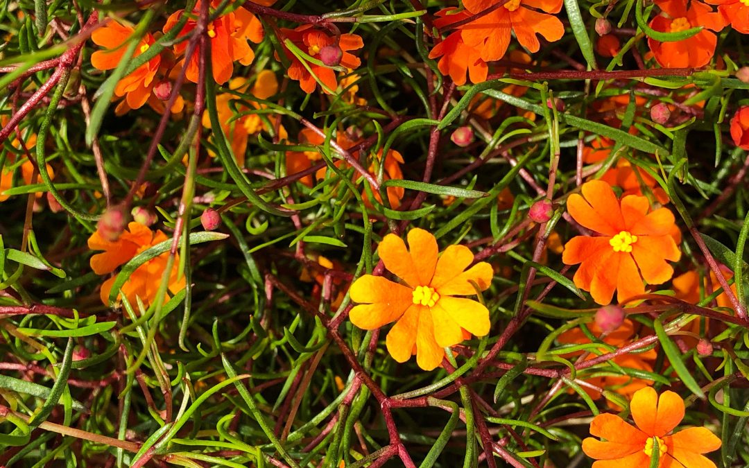 Hibbertia stellaris – Orange Stars