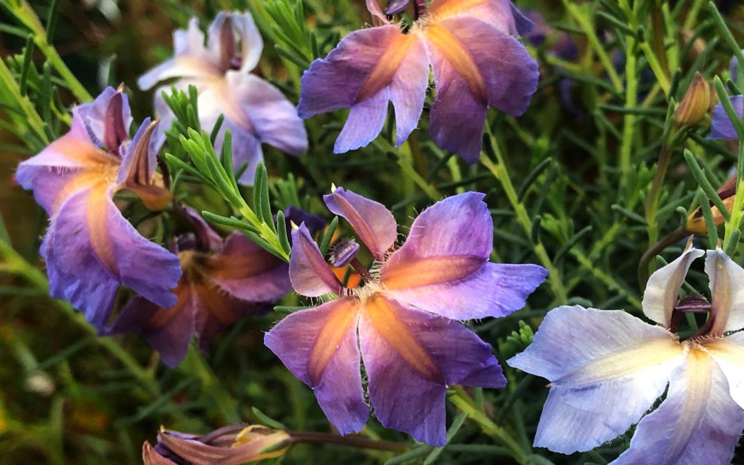Lechenaultia Rhapsody