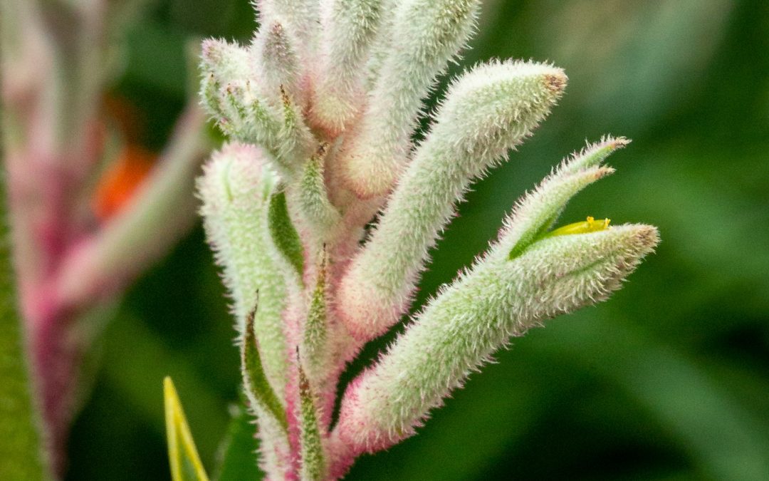 Anigozanthos Bush Diamond Kangaroo Paw