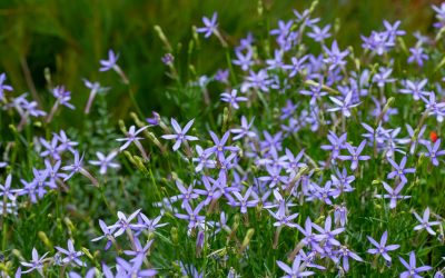 Native Plant of the Week – Isotoma axillaris