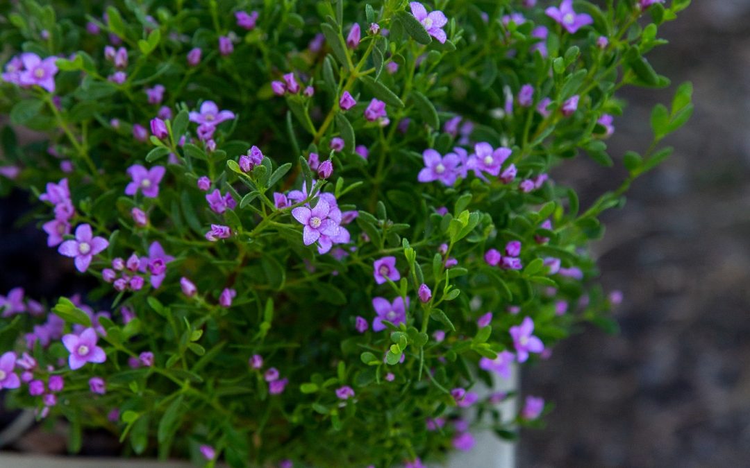 Boronia crenulata ‘Pink Passion’