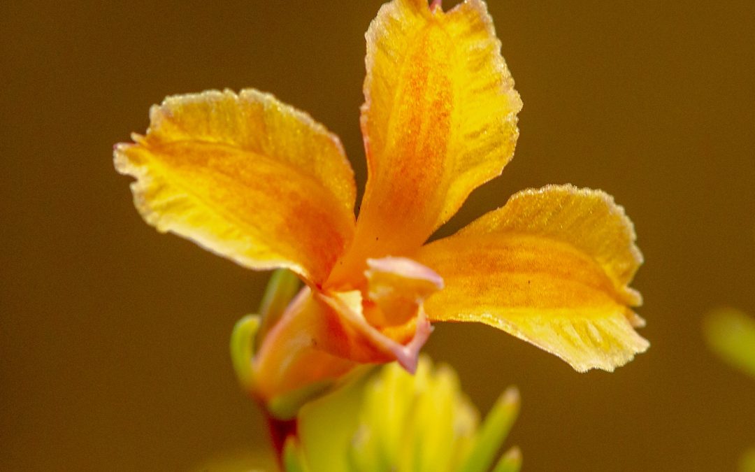 Lechenaultia formosa ‘Eldorado’
