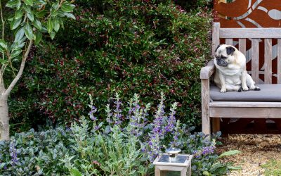 Flowering Native Plants for Shade