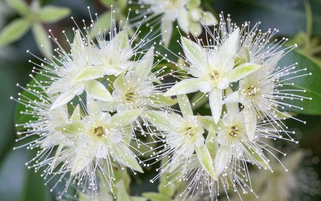 Backhousia myrtifolia – Grey Myrtle