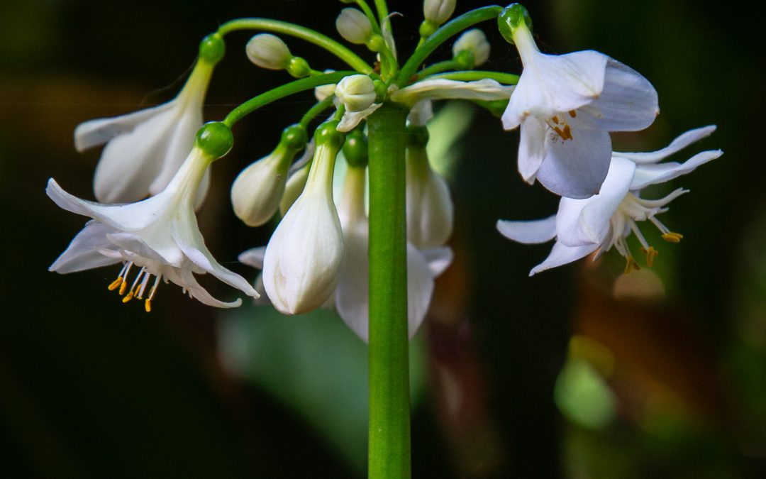 Brisbane Lily – Proiphys cunninghamii
