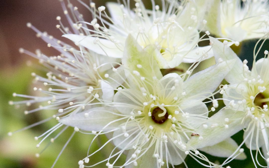 Backhousia citriodora – Lemon Myrtle