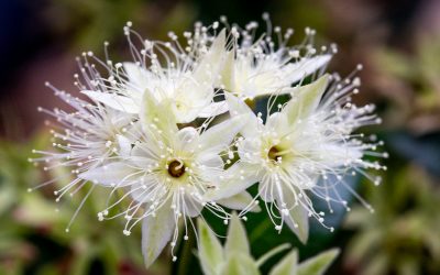 Native Plant of the Week : Lemon Myrtle