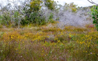 Sunshine Coast Wallum and Coastal Heathland