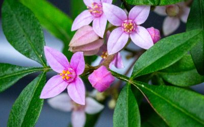 Boronia: A Beginner’s Guide – Plant of the Week
